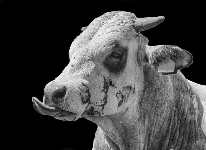 Cow head close-up in black and white