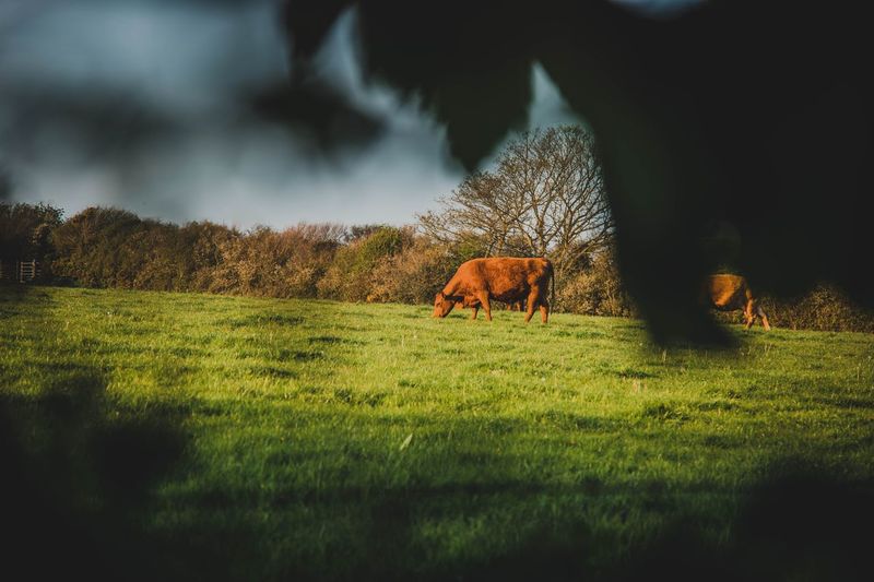 View of horse grazing in field