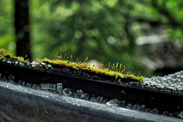 Close-up of moss on abandoned car