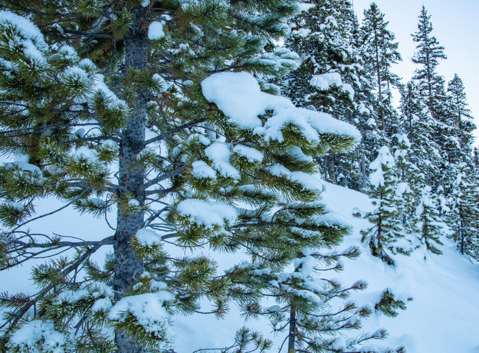 Low angle view of pine trees on snow covered field