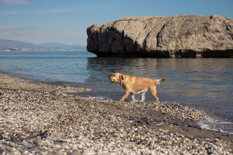 View of dog on beach