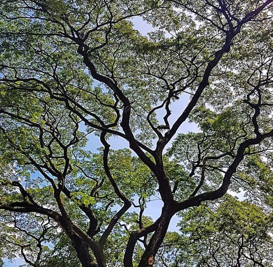 Low angle view of tree against sky