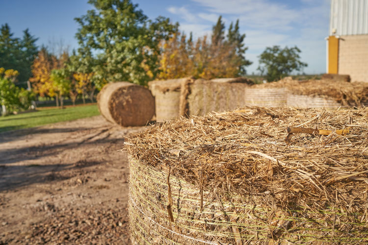 Hay bales on field