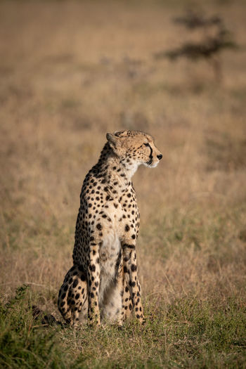 Cheetah sitting on field in zoo