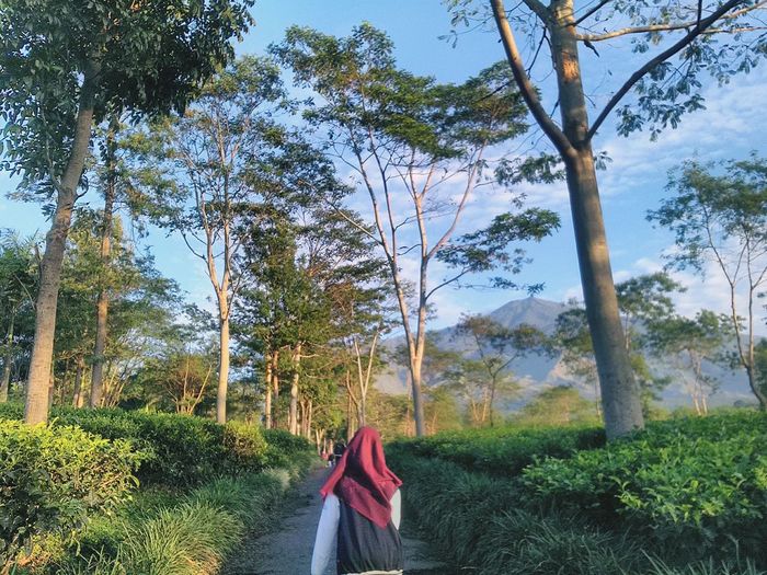 Rear view of woman wearing hijab while standing in forest