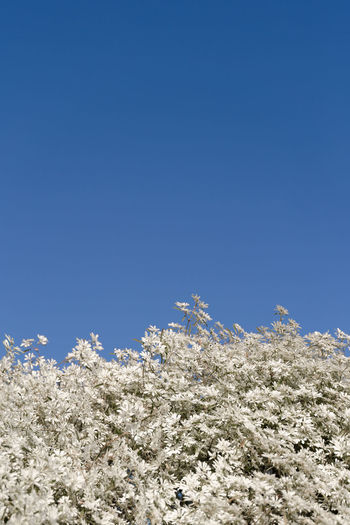 Low angle view of white flowering plants against clear blue sky