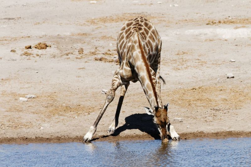 Giraffe drinking at waterhole