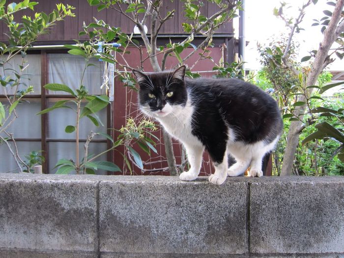 A domestic cat on a cement wall