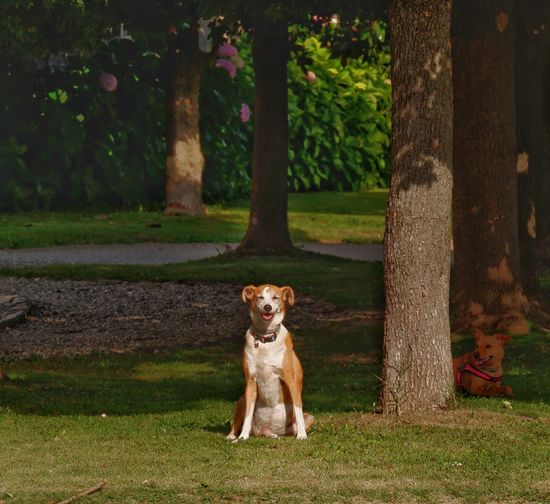 A mixed breed dog sitting in a park near some trees 