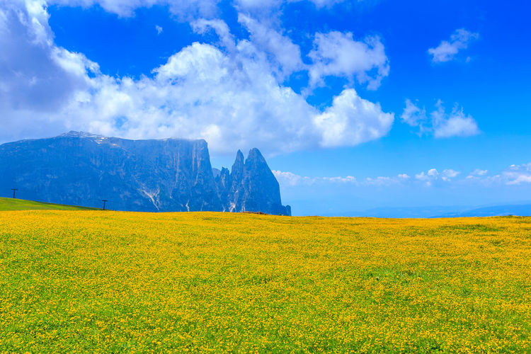 Scenic view of yellow field against sky