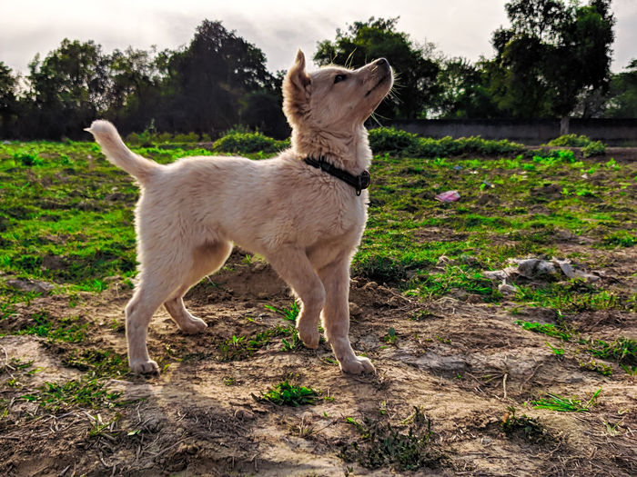 Pomeranian dog standing in field