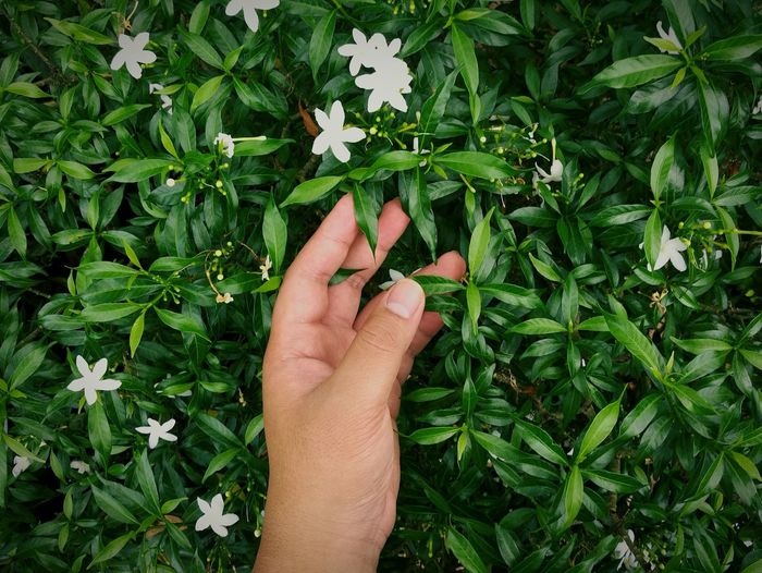 Cropped hand of person touching plants
