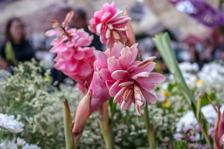 Close-up of pink flowers blooming outdoors