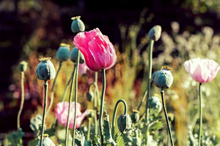 Close-up of flower blooming in field