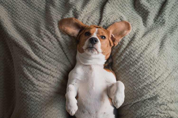 Beagle dog lying on a pillow, sleeping, sad, funny face, big ears.