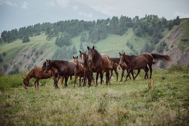 Horses on a field in the mountains