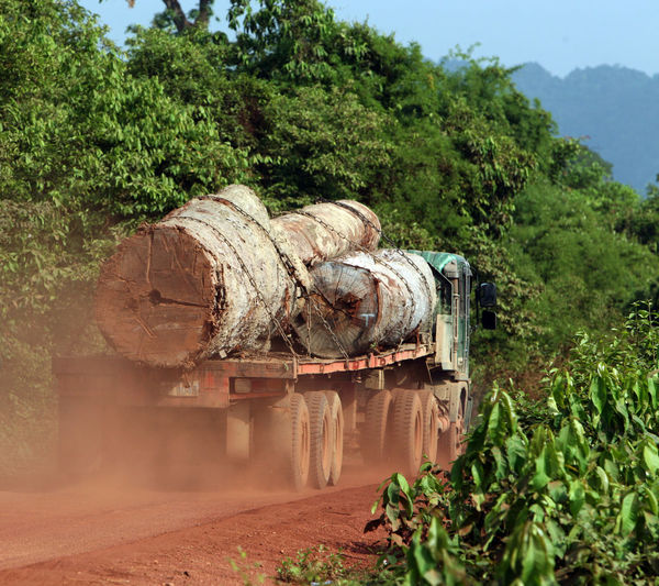 Truck carrying tree trunks in forest