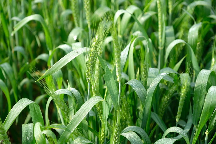 Close-up of wet plants growing on field