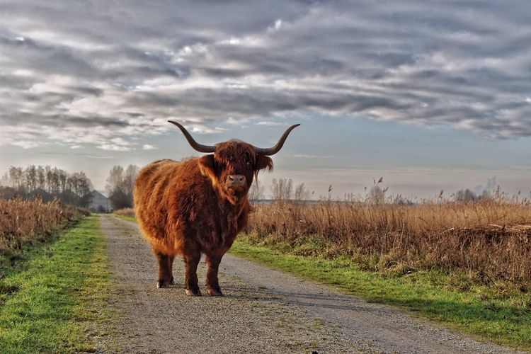 Portrait of highland cattle standing on dirt road against cloudy sky