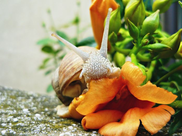 Close-up of snail on flower