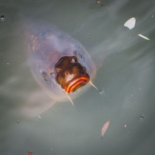 Close-up of fish swimming in pond