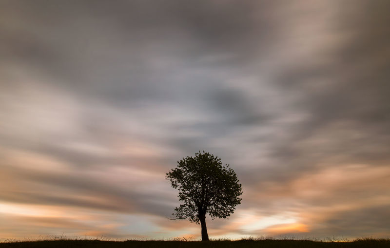 Single tree on field against sky during sunset