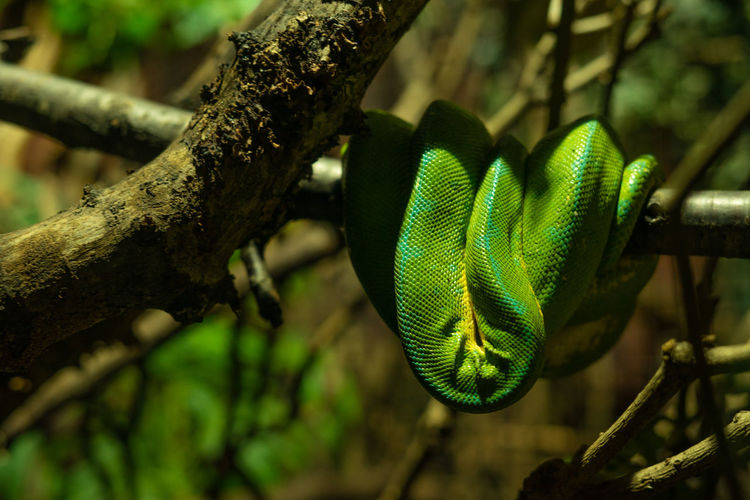 Close-up of green snake on tree