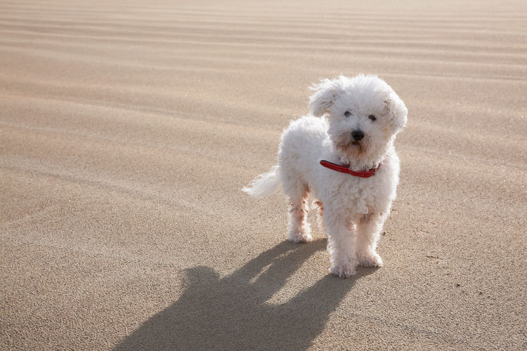White bichon frise on the beach with copy space