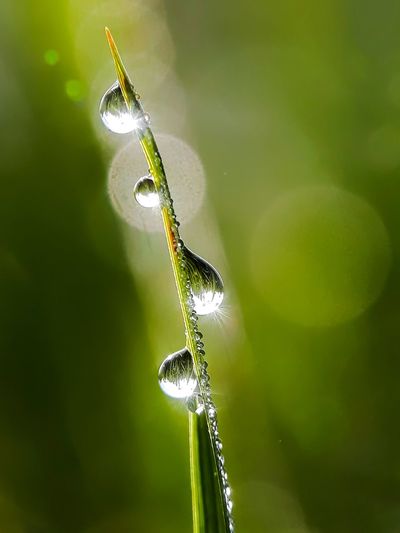 Close-up of water drops on stem