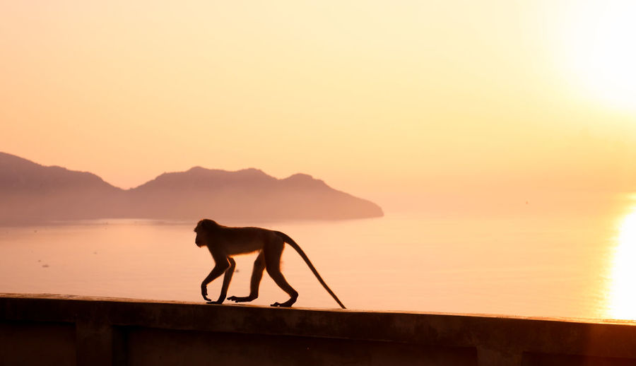 Sea-monkey