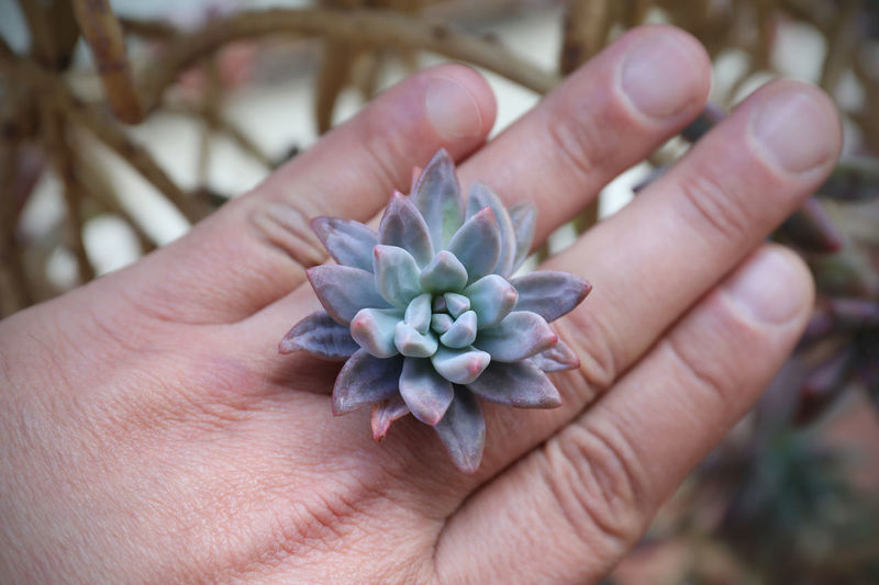 The blue-frosted leaves, arranged in rosettes, decorate the genus of this succulent plant.