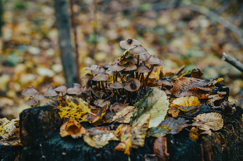Brown mushrooms on stump. autumn photo with mushrooms on wet stump close up. yellow fallen