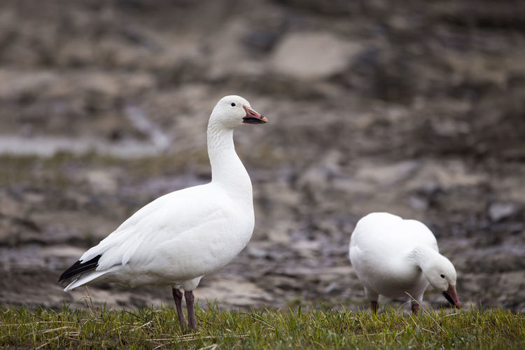 White-morph snow goose standing proudly with muddy beak next to other bird foraging