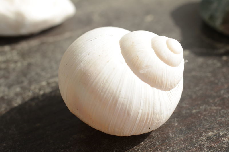 Close-up of a snail shell on table