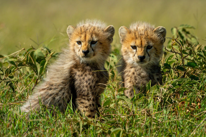 Two cheetah cubs sit in leafy bushes