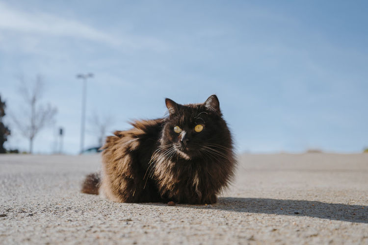 Close-up of cat on road against sky
