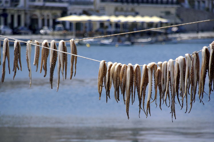 Close-up of octopuses drying on harbour