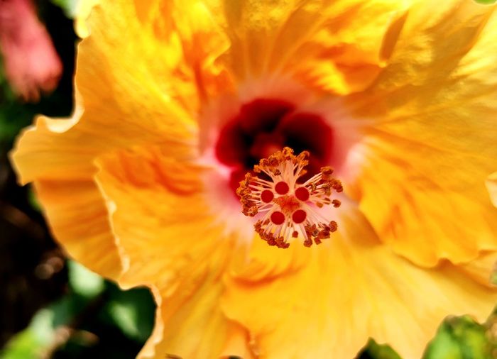 Close-up of yellow flower