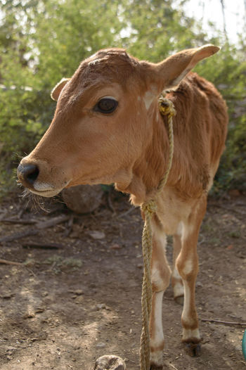 Beautiful indian baby cow or calf tie on wooden with rope at farm.