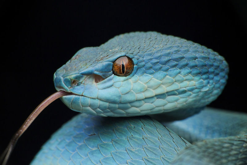 Close-up of blue snake against black background