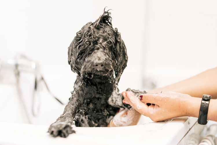 Unrecognizable crop groomer washing fluffy dog in shower before haircut in vet clinic