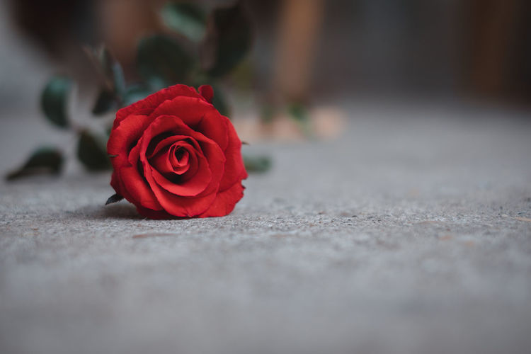 Close-up of red rose on floor