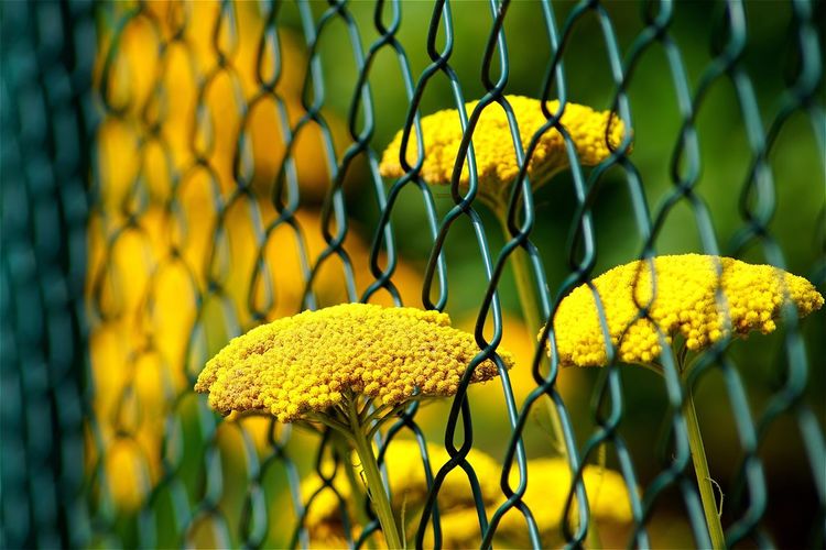 Close-up of yellow yarrow flowers growing by fence at park