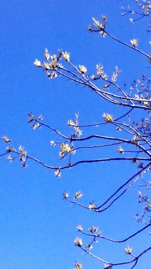 Low angle view of flowers on branch