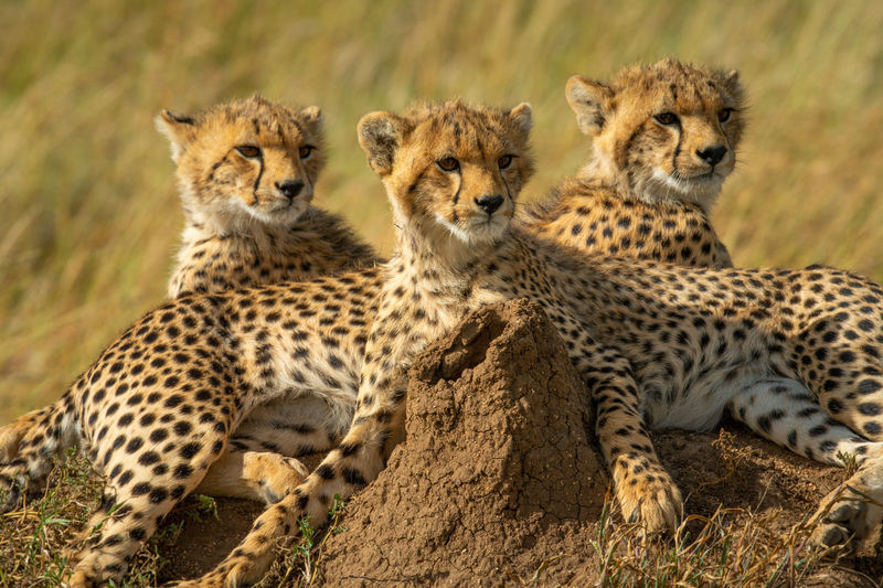 Close-up of three cheetah cubs on mound