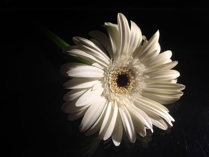 Close-up of white flower against black background