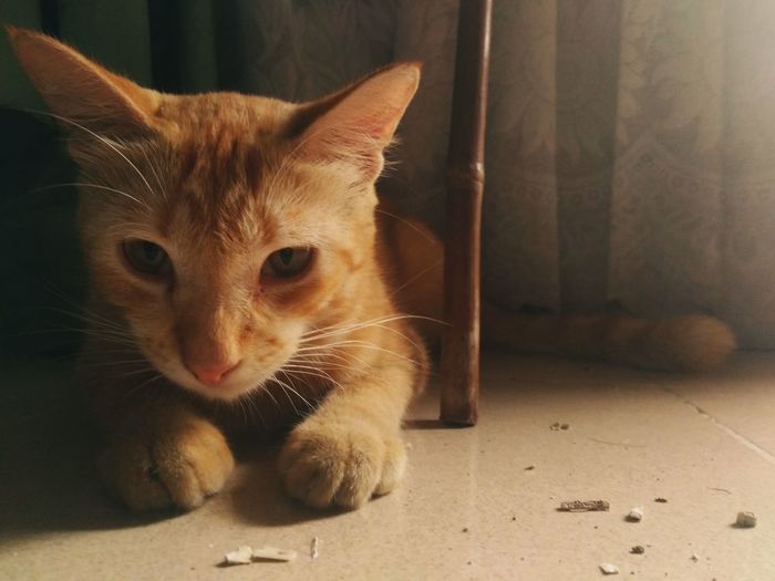 Portrait of ginger cat on floor