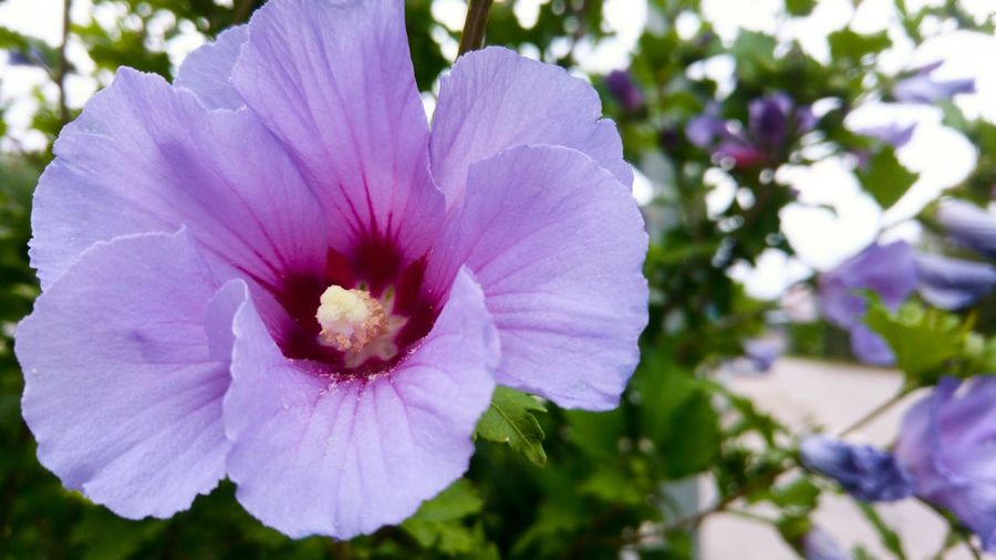 Close-up of purple flower blooming outdoors