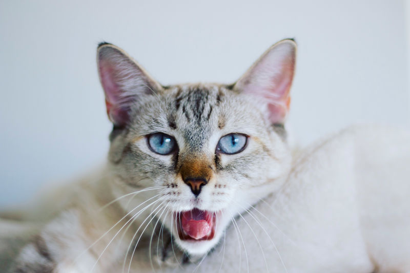 Cute cat yawning