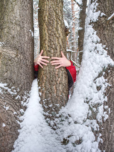 Male hands hold bark of tree trunk. rough tree bark with snow, leaves forest in background